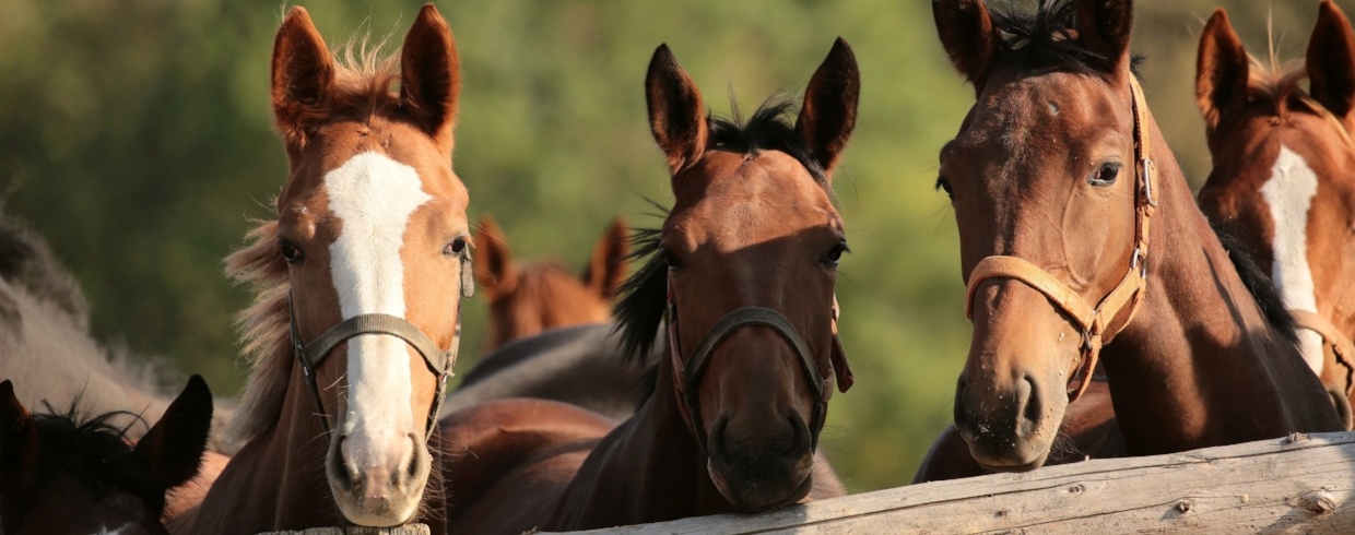 Horse Ranch Horse Ranch