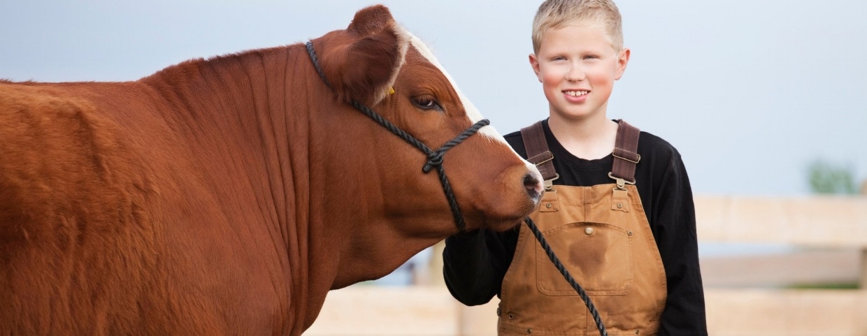 kid and a cow