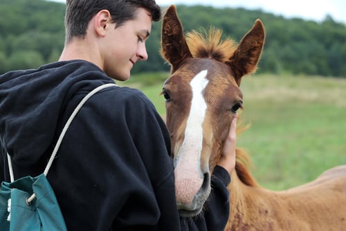 Idaho Youth Ranch Equine Therapy Idaho Youth Ranch Equine Therapy
