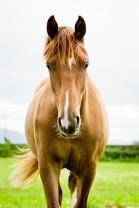 Horse - Equine Therapy
