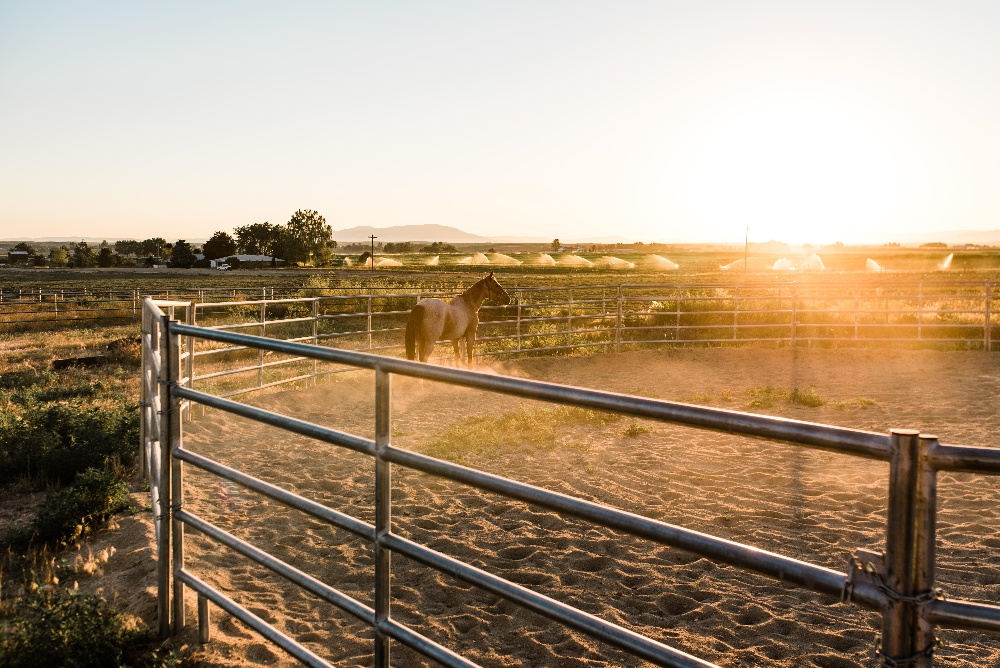 Idaho Youth Ranch Equine Therapy