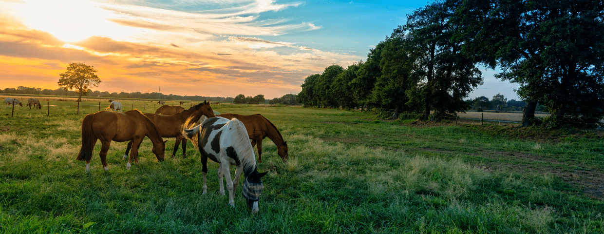 Horses in a field